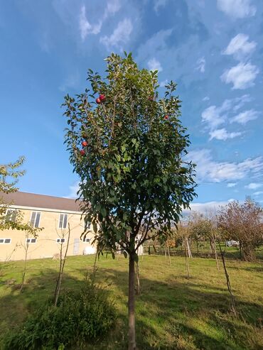Həyət evləri və villaların satışı: 7 otaqlı, 300 kv. m, Təmirsiz — 5