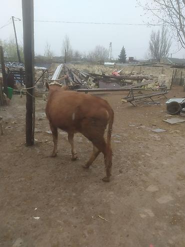 Dana, buzov: Qara mal – dişi dana/sığır - Rəng: qırmızı-qonur, alnı və burnu ağ — 5