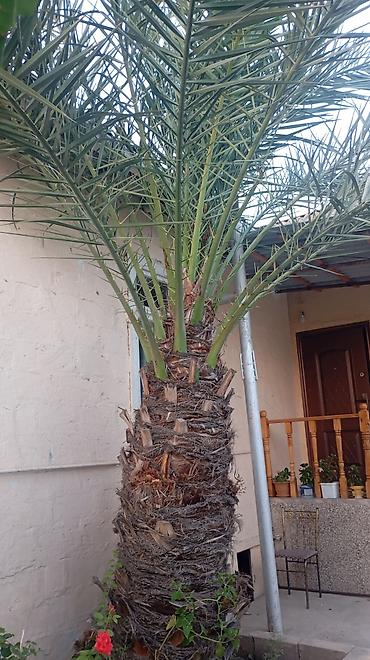 ev gulleri ve adları: Xurma xurması (Phoenix dactylifera) palma ağacı - Hündürlüyü — 4