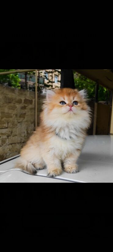 британские котята: Золотая британская шиншилла мальчик 14 март родился родители