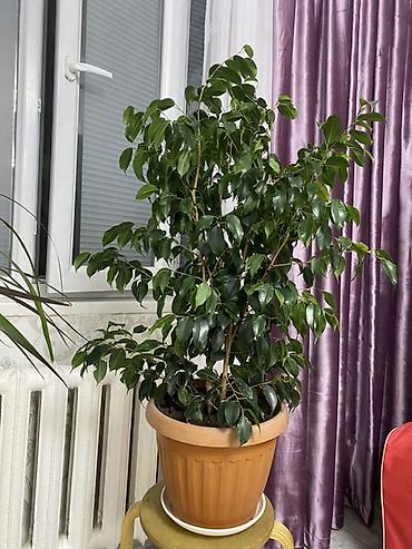 бегония цветок: Фикус Бенджамина в кашпо - Вид: Ficus benjamina, компактная кустовая — 1