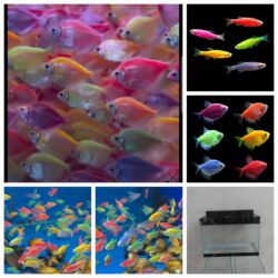 купить аквариум: Dəsdə daxildi 1 ədəd Akvaryum 30×20×15 5 ədəd balıq və Rəngli dib