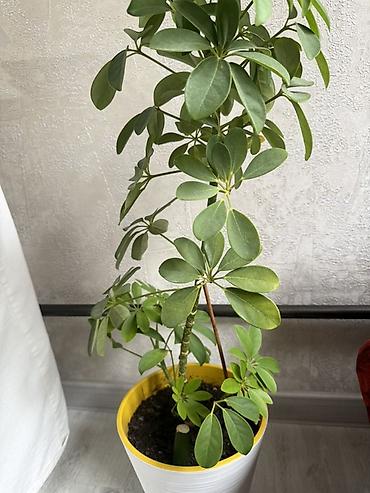 шеффлера: Шеффлера (Schefflera arboricola) в горшке. - Компактное вечнозелёное — 2