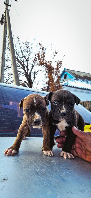 Продажа собак: Питбуль, 1 месяц, Самец — 7