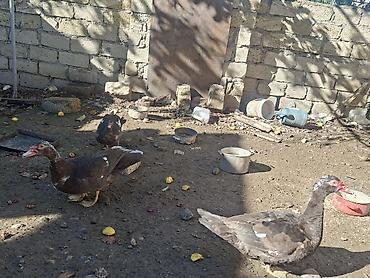 heyvan: Salam aleykum 5aylıqdılar 2erkək 3fərə təmiz krasnadar sordu erkəklər — 2
