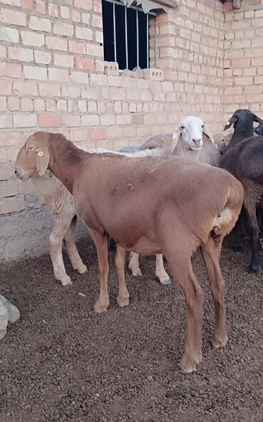 сколько стоит собака доберман: Продаю | Овца (самка) | Гиссарская, Арашан | Матка