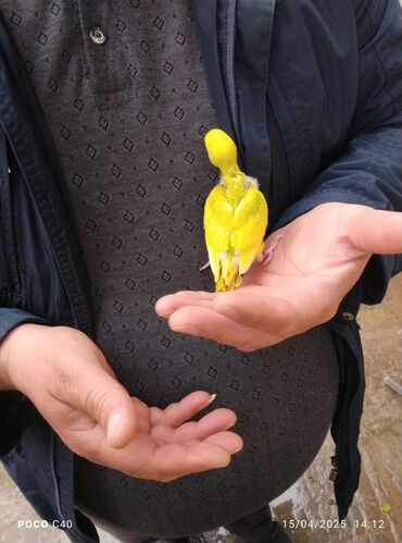 Tutuquşları: Korella tek tek erkey dişi Cüt Valnist qəfəs Valnist 15 Azn balasi — 28