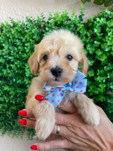 Psi: Odgajivacnica pasa "Happy Puppies" ima u ponudi prelepe stence — 9
