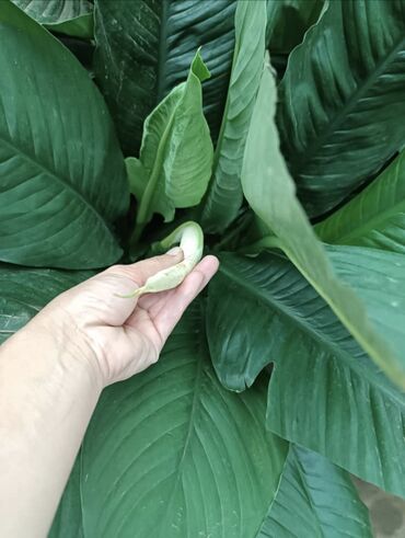 Пальмы: Пальмы Дипсис Монстеры, Бадьян Аннисовый,Корица, Стрелиция at lalafo.kg — 26 Пальмы: Пальмы Дипсис Монстеры, Бадьян Аннисовый,Корица, Стрелиция — 26