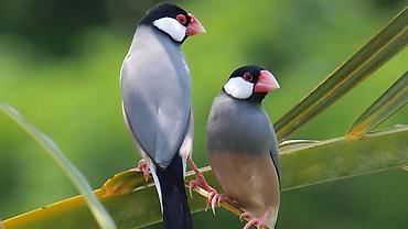 nısan: Risovka.Ələ öyrənmiş.Nutri bird A21 lə böyüdülüb.Tam ələ öyrənib — 3