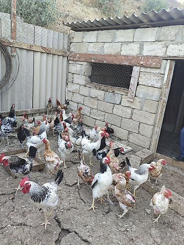quban toyuqlari: Şəkildə gördüyünüz toyuq xoruz hamısı birlikdə satılır 5,10 ədəd — 1