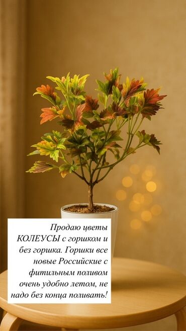 фикус с белыми листьями: 150/700/?абирать с 5 мкр ориентир бета2. Пересаженные в готовый