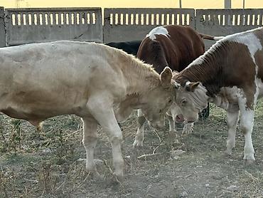 кожа куриная: Продаю | Бык (самец) | На откорм | Племенные, Осеменитель, Искусственник — 9