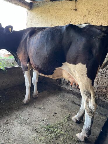 продам корову: Продаю | Корова (самка) | Голштин | Для молока | Стельные
