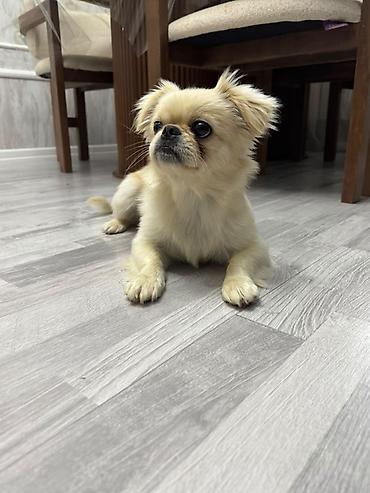 it oyuncaq: Pekines, 1 il, Dişi, Peyvəndli, Ünvandan götürmə — 3