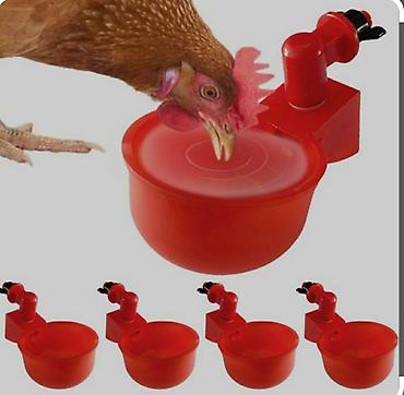 hind quşu: Yem qabı, Su üçün, Quşlar üçün, Ünvandan götürmə, Pulsuz çatdırılma, Ödənişli çatdırılma — 3