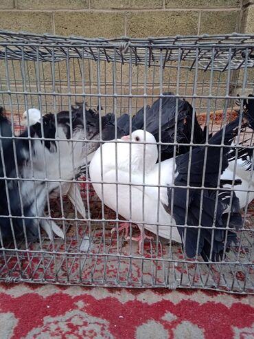 Птицы: Продаю, Чернохвостых Павлинов,проглистованы и.т.д.(пол) голубей не — 12