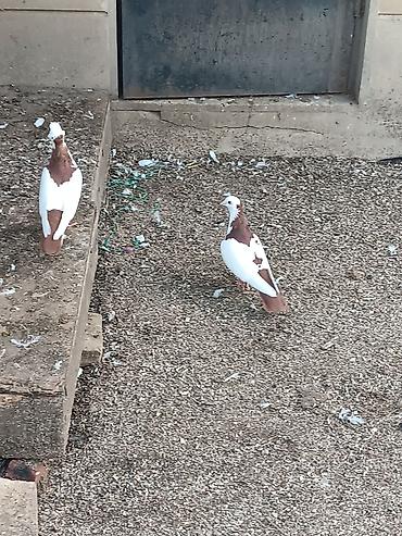 alman qurdu it: Tay balalardı. Rəngləri Qan qırmızıdır. Biri demək olar ki abrezdi — 1