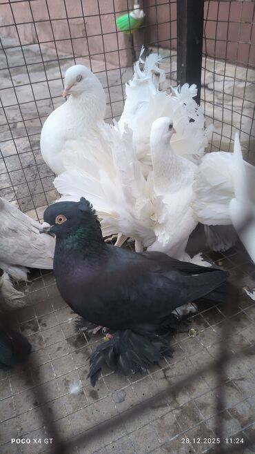 Птицы: Игровые летные цена договарная - Породы: белые павлины (характерные — 5