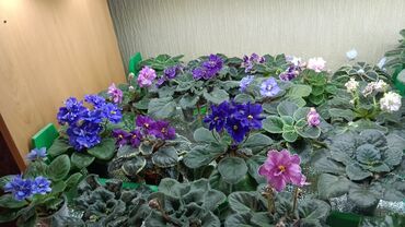 Фиалки и глоксинии: 🌱🌺🌱 Продаю сортовые ДЕТКИ стандартных фиалок🌱🌺🌱. Цены от 80-150 сом — 2