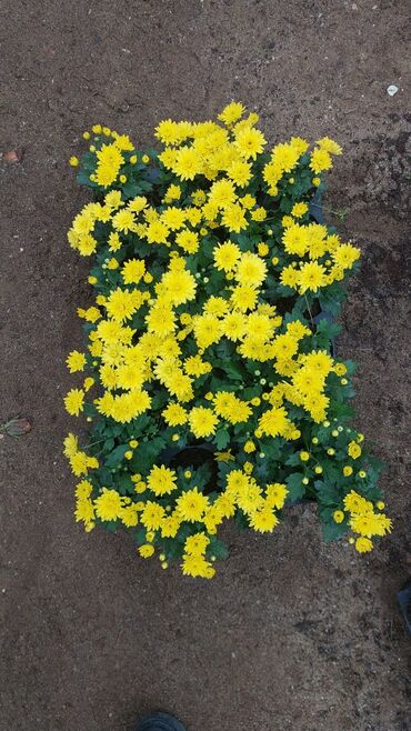 Çöl bitkiləri: 1.50 aznden başlayan qiymətlərlə Xrizantema (Chrysanthemum) bəzək — 2