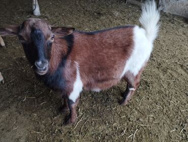 срочно продаю в связи с переездом: Продаю | Козёл (самец) | Полукровка | Для молока