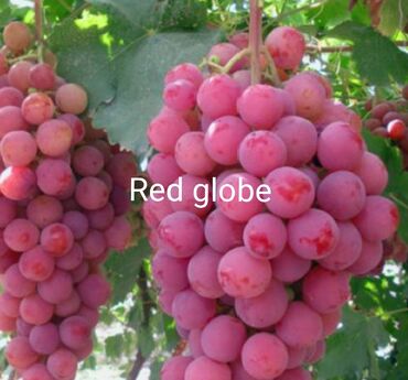 Meyvə və giləmeyvə: Üzüm tingləri və süfrə-sortları - Avatar (şirin barmaqvari qara — 2