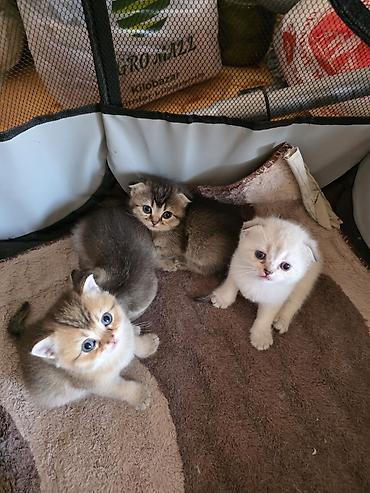 Pişiklər: Şirin pişik balaları - Cins: Scottish Fold/Scottish Straight tipli — 2