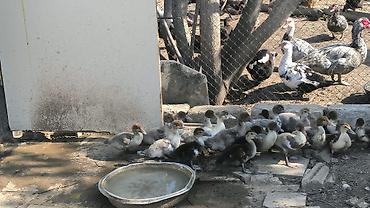 ördək qaz: Lavanda və Zümrüt ördəklər Böyükler 7 ayliq 23 azn dişi ekrək aprel — 8