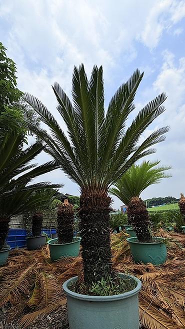 Пальмы: Сага цикасовая (Cycas revoluta) в кадках - Декоративные взрослые — 2