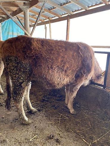 Коровы, быки: Продаю | Тёлка | На откорм, На забой, Для разведения — 7