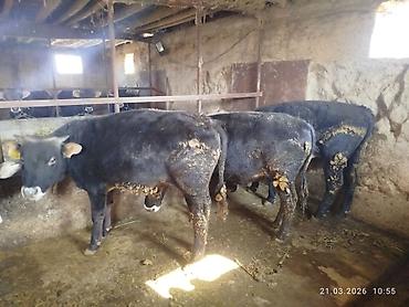 Коровы, быки: Продаю | Бык (самец) | На откорм — 7