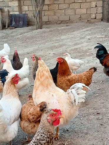 Heyvanlar: Saglam cins xoruzlar her biri 20 azn whatsap aktivdir cemi 7dene qalib — 5