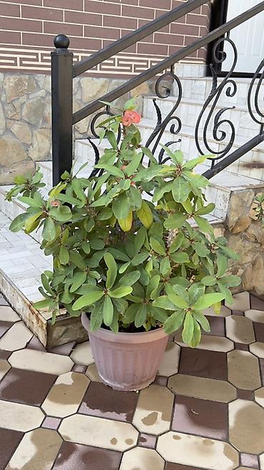 Молочаи: Молочай Миля (Euphorbia milii) в крупном пластиковом кашпо. - — 5