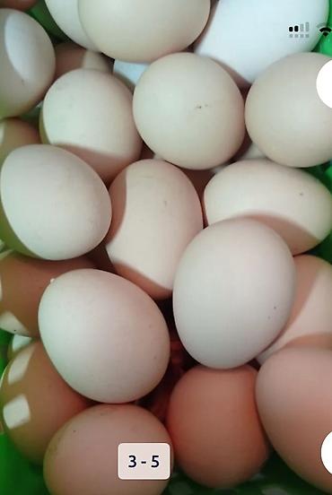 bakıda balıq satışı: Xarkov toyuglarının mayalı yumurtası satılır!ünvan :binə savxozda — 1