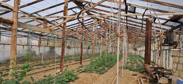 İstixanalar və parniklər: Sənaye tipli istixana kompleksi Taxda 6 metrelik 5.10 /90 ədəd 5.15 — 9