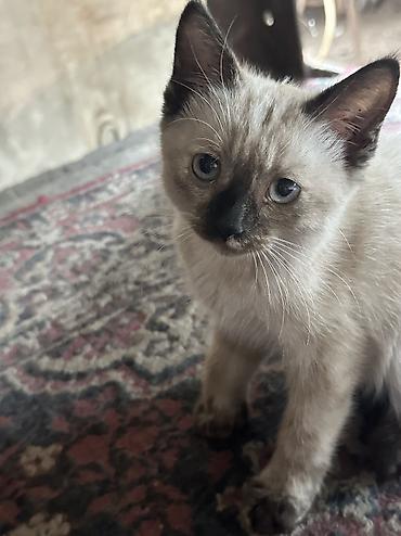 коты бишкек: Отдаю даром котят — 7
