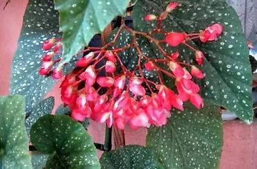 Другой декор и предметы интерьера: Цветы распродажа от 100 сом остатки до 1300 сом. Живу рядом с Дордой — 21