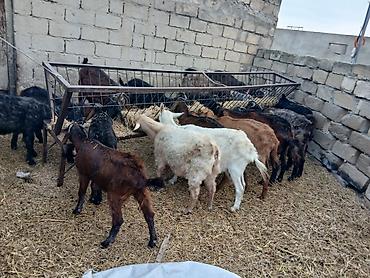 Keçilər, çəpişlər: Qoyun-keçi sürüsü satılır - Təsvir: Açıq otlaqda saxlanılan qarışıq — 13