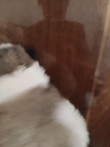 Продажа собак: Пекинес, 1 месяц, Самка — 4