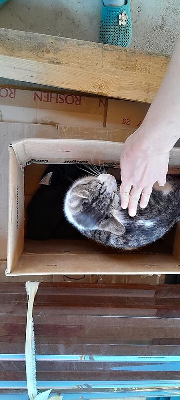 Отдам даром кошку: Кошка даром: Беспородная, Мальчик — 3