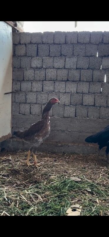 Cücələr: Toyuq cücələri, Damazlıq — 8