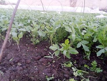 Другие овощные культуры: Продаю рассада помидора новичок стаканчик китайский гибрит и риогранд — 4