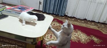 Pişiklər: Britan yastı qulaq, Erkək, Yaxşı əllərə — 13