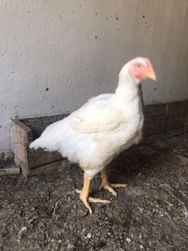 Toyuqlar: Təmizlənmiş Colpa var təmiz əti 1500.1600.1700.1800di istəyən zakas — 2