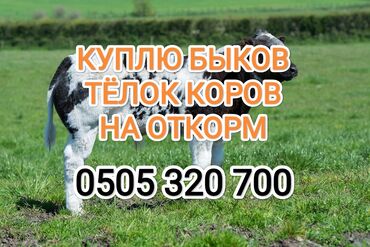 каровы для молока: Куплю | Коровы, быки, Лошади, кони | На откорм, Откормленные