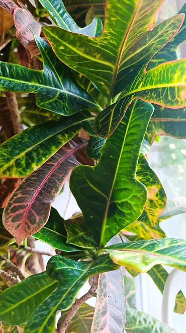 яркие: Кротон (Codiaeum variegatum) в кадке — декоративное дерево с яркой — 3