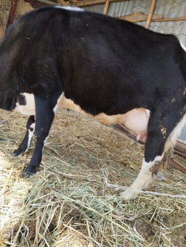Животные: Продаю корову породы Голштейн 2 отел с теленком. Молочная порода 105