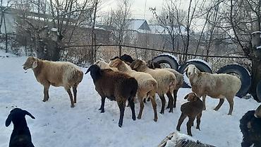 Баран, овца: Продаю | Овца (самка) | Полукровка | Для разведения | Племенные — 12