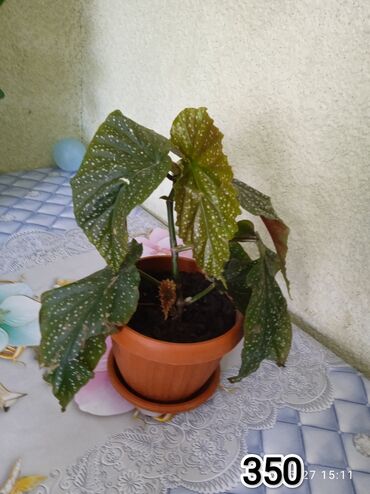 комнатное растение: Гулдор
АК -Ордо3 то